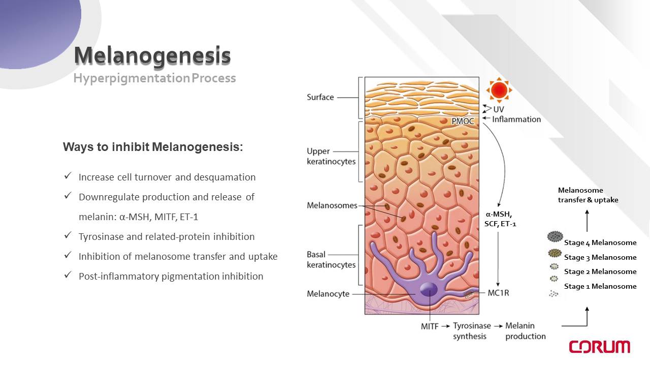 Diapositiva6