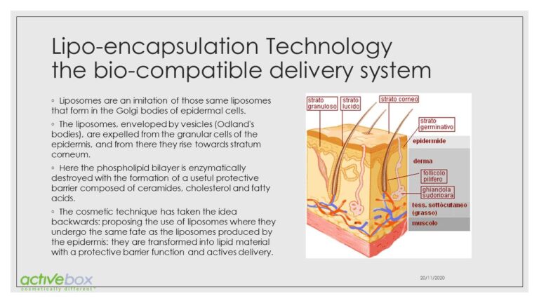 Diapositiva11