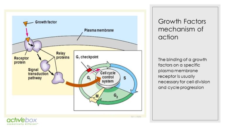 Diapositiva7